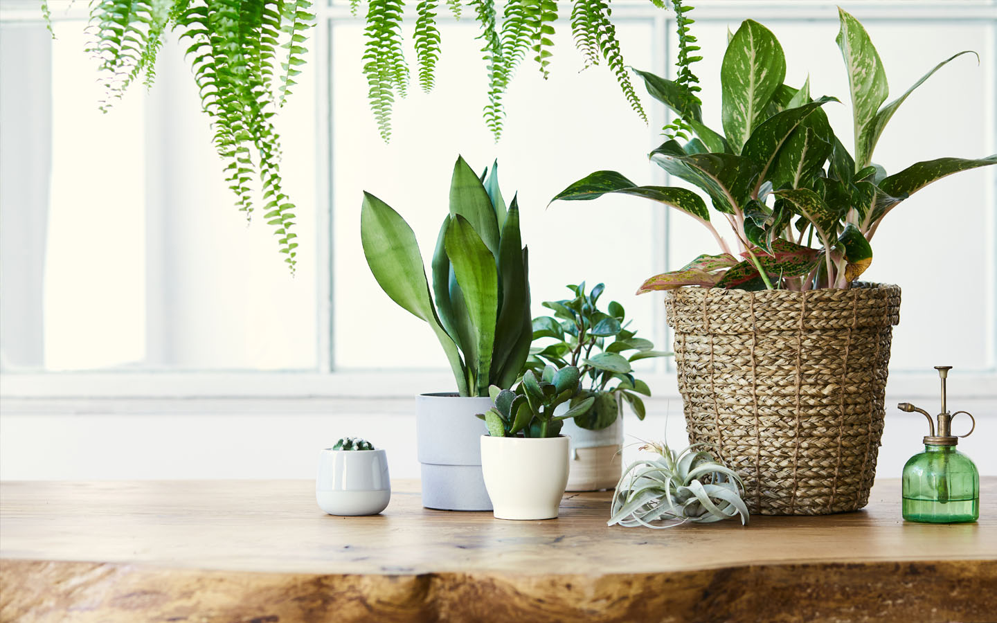 زراعة النباتات لطرد الذباب